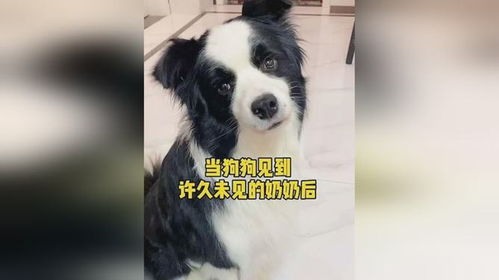 很久未见的宠物狗怎么办
