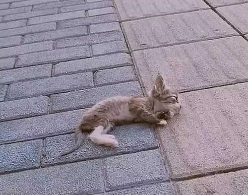 宠物狗幼虎吵架怎么办啊