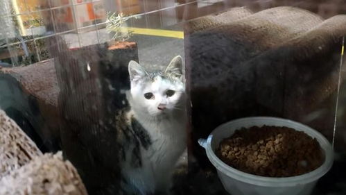 宠物猫总是低吼怎么办啊