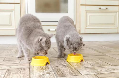 宠物猫怎么喂饭吃猫粮