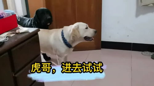 宠物狗进房间会怎么样吗