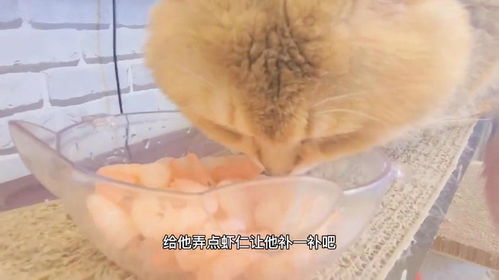 宠物猫怎么吃虾仁