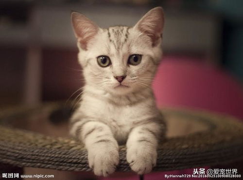 怎么区别宠物猫和家猫