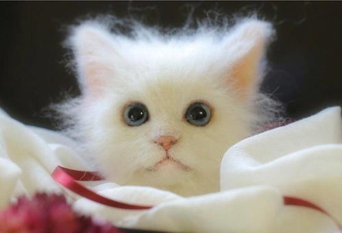 怎么制作真的宠物猫