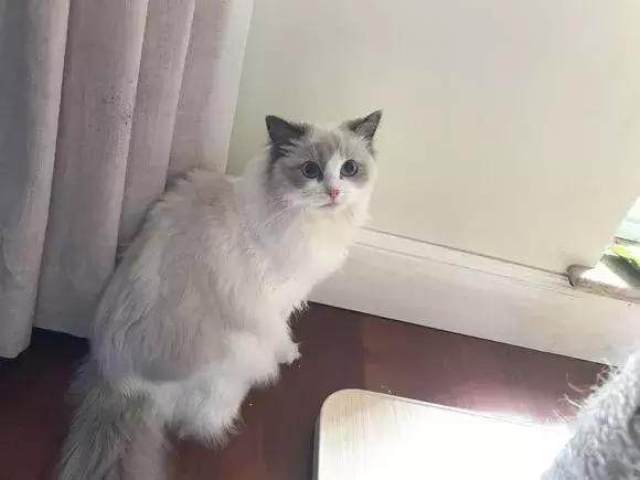 巴黎怎么领养宠物猫的