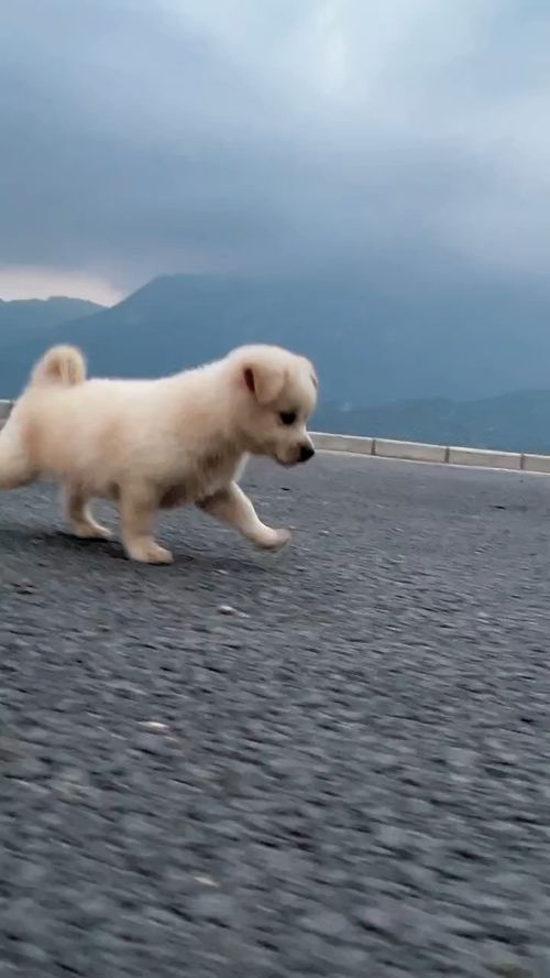宠物狗和鹦鹉相处怎么办