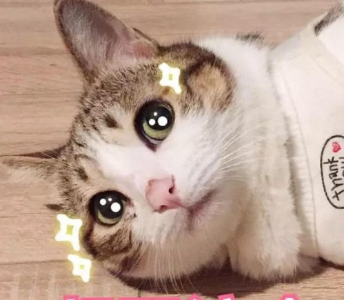 宠物猫怎么分等级