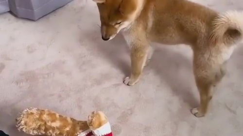 田园犬与宠物狗打架怎么办