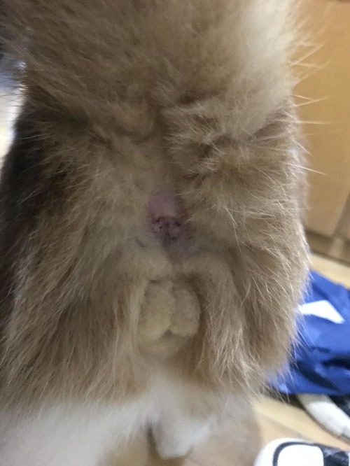 宠物狗肛门外凸怎么办
