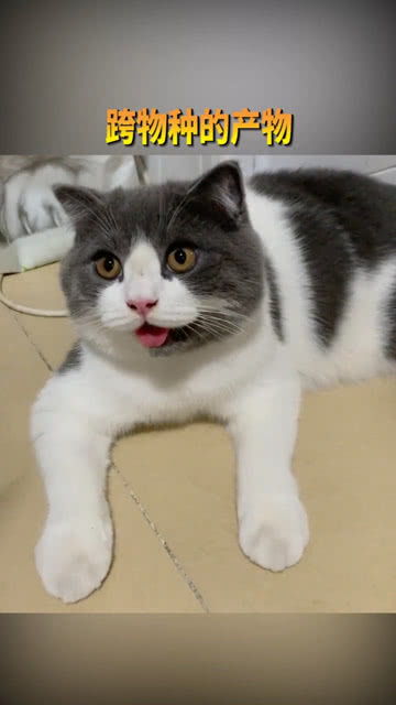 养大的宠物猫怎么养活