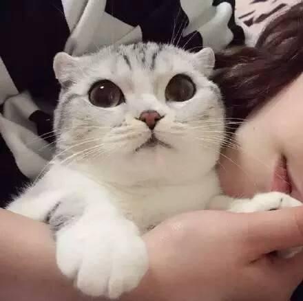 宠物猫怎么挑选粮食