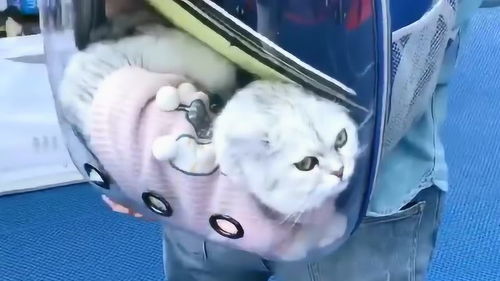 宠物猫背包怎么装