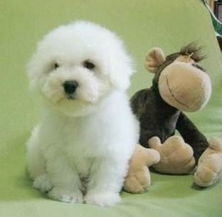 比熊犬多少钱一只幼犬