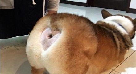 怎么样给宠物狗擦屁股
