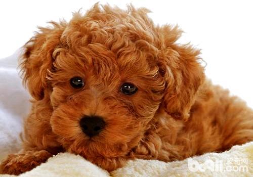 泰迪犬价格多少钱一只