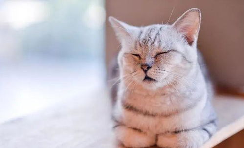 冬天宠物猫怎么睡