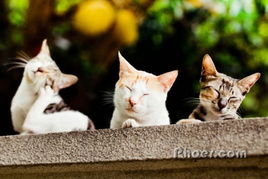 宠物猫的相框怎么做的好看