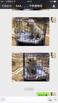 怎么在微信买宠物狗猫呢