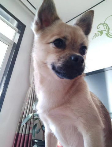 宠物狗怎么用吹风机吹
