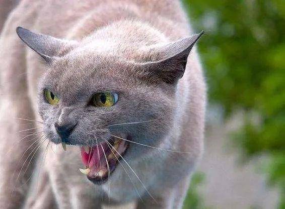 飞机里怎么带宠物猫
