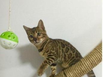 买宠物猫怎么选猫品种