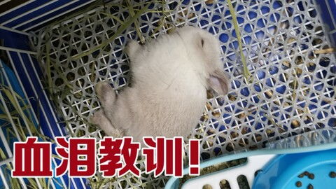 宠物狗惊呆了怎么办啊