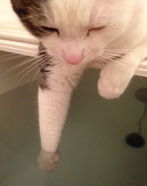 宠物猫自己怎么给它洗澡