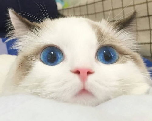 怎么当主人的宠物猫