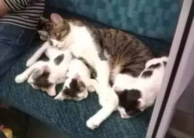 地铁怎么带宠物猫出去