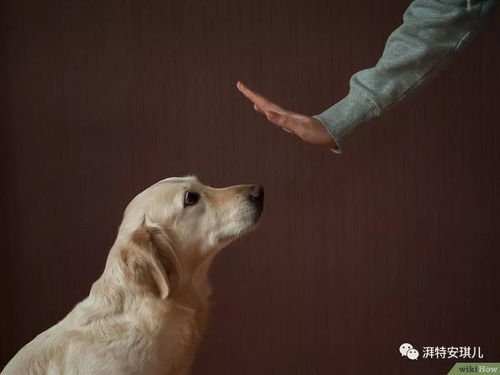 宠物狗追着咬你怎么办