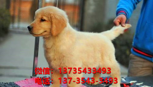 在城市里怎么买宠物狗犬