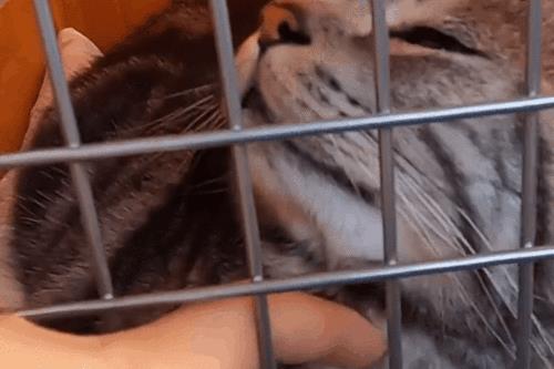 怎么飞机托运宠物猫回家