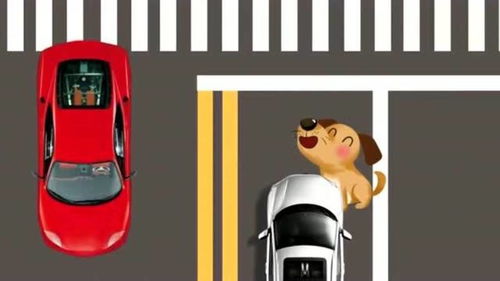 家犬遇到宠物狗怎么办呢
