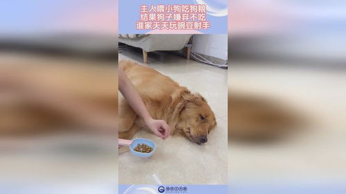 不喂狗粮宠物狗会怎么样