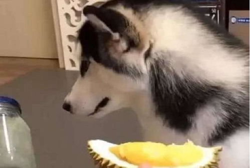 宠物狗吃榴莲会怎么样