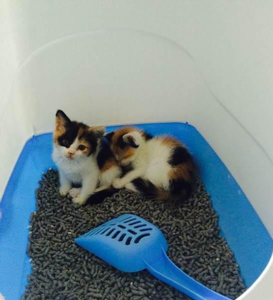 怎么教宠物猫拉屎啊
