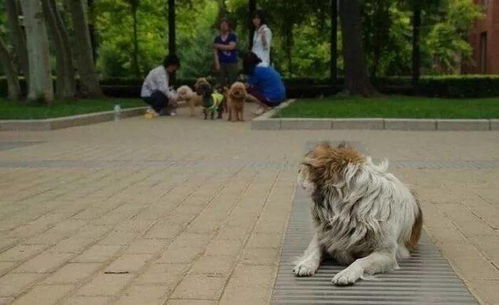 宠物狗见到人就叫怎么办