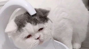 宠物猫洗头怎么洗