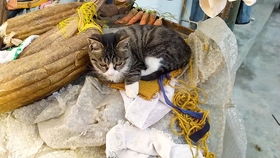 生存挑战怎么驯服宠物猫