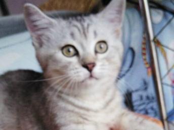 宠物猫渐层怎么养
