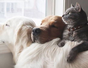 宠物猫遇到狮子会怎么样