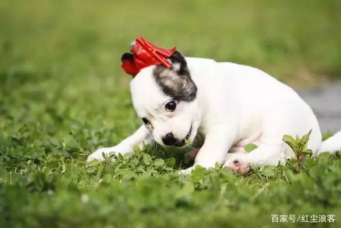 宠物狗怕烟花怎么办呢