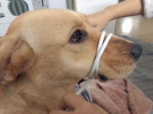 宠物狗喊人起床怎么办呀