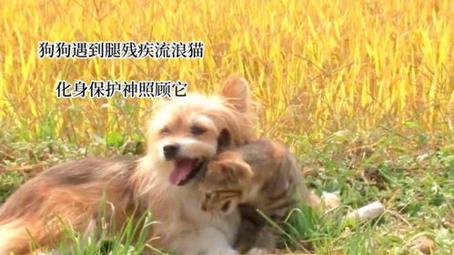 宠物狗遇到流浪猫怎么办