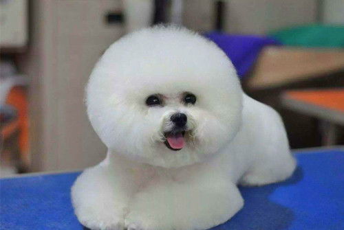 比熊犬小的多少钱