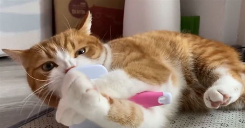 宠物猫怎么磨牙