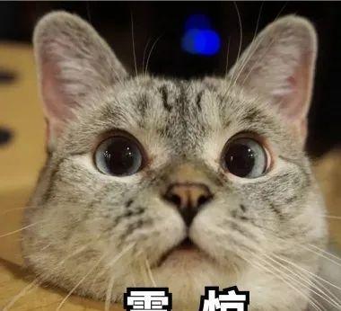 宠物猫怎么从小养出来