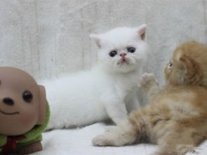宠物猫幼猫怎么补身子