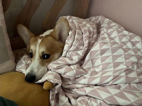 宠物狗要上床睡觉怎么办
