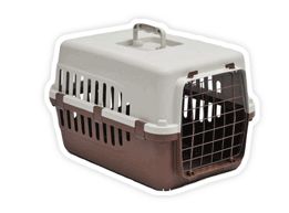 怎么取空运宠物猫